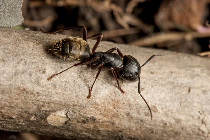 Ant Control Service in Clover, SC