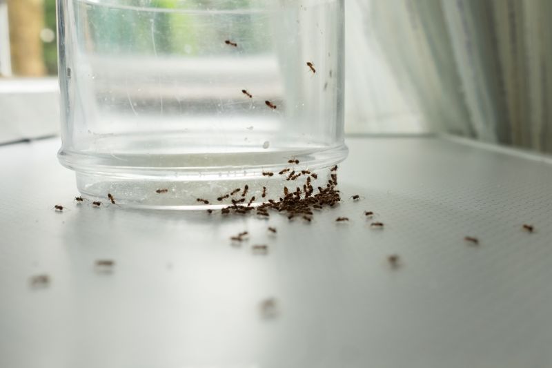 Ant Control Service in Huntersville, NC