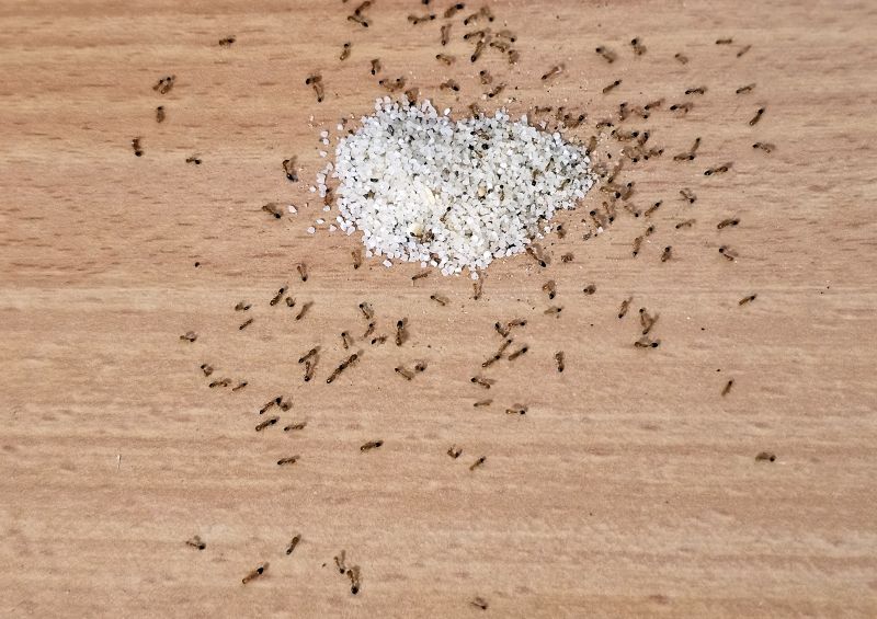Ant Control Service in Iron Station, NC