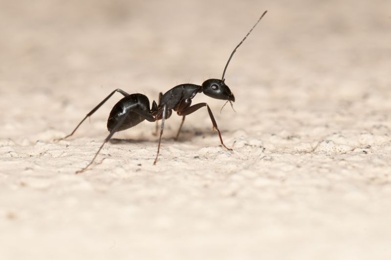 Ant Control Service in Charlotte, NC