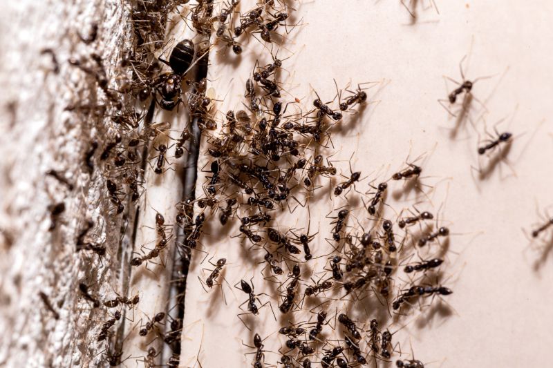 Ant Control Service in Matthews, NC