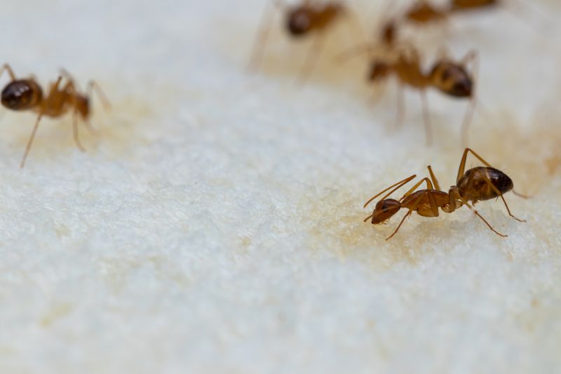 Ant Control Service in Matthews, NC