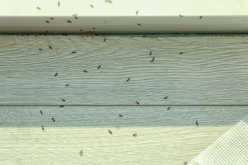 Ant Control Service in Mecklenburg County, NC