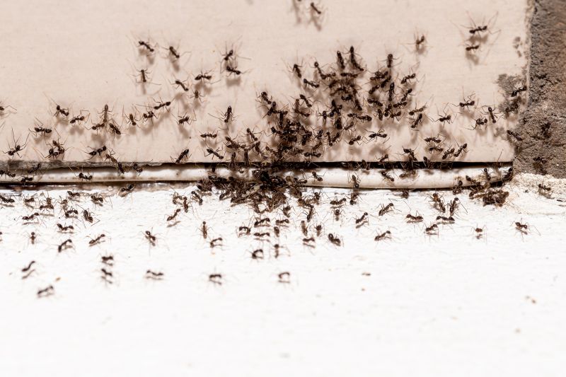 Ant Control Service in Monroe, NC