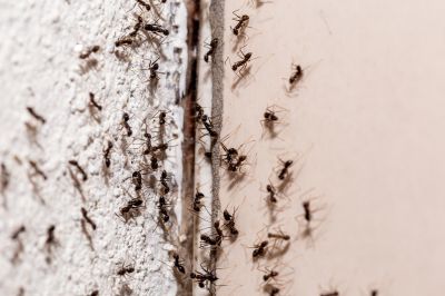 Ant Control Service in Mount Holly, NC