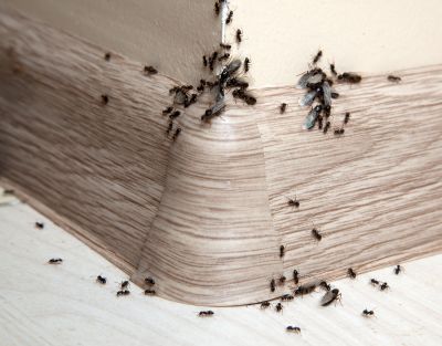 Ant Control Service in Rock Hill, SC