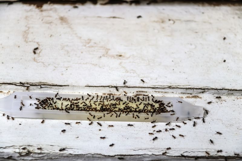 Ants Extermination Service in Belmont, NC