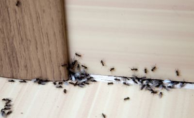 Ants Extermination Service in Clover, SC