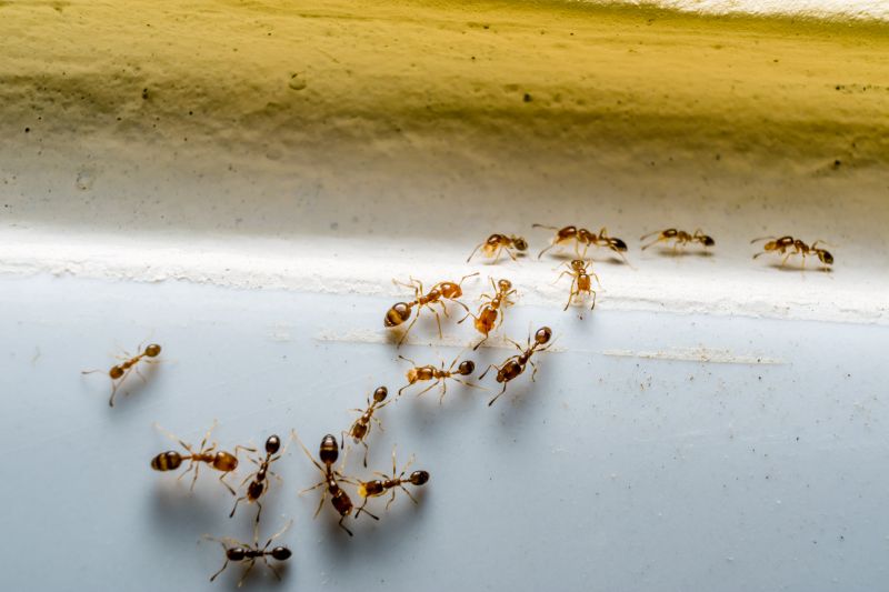 Ants Extermination Service in Denver, NC
