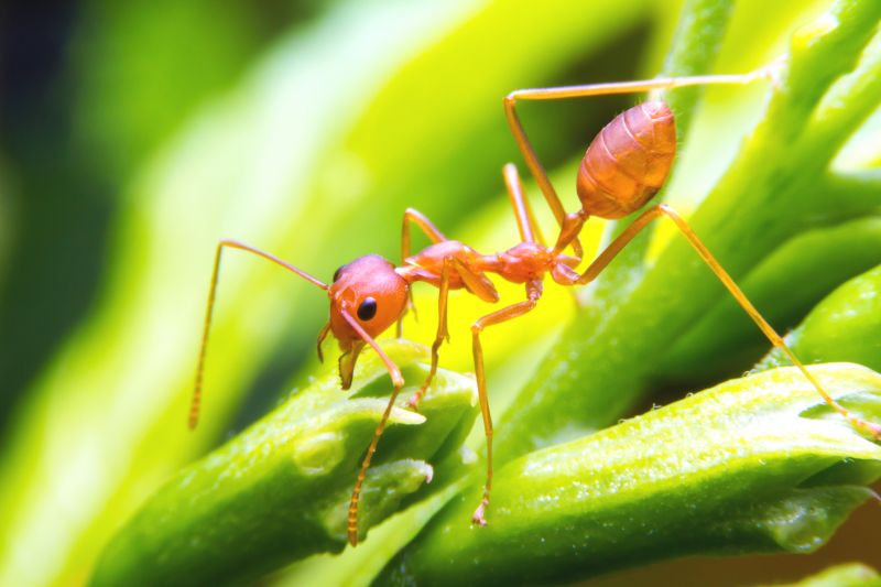 Ants Extermination Service in Denver, NC