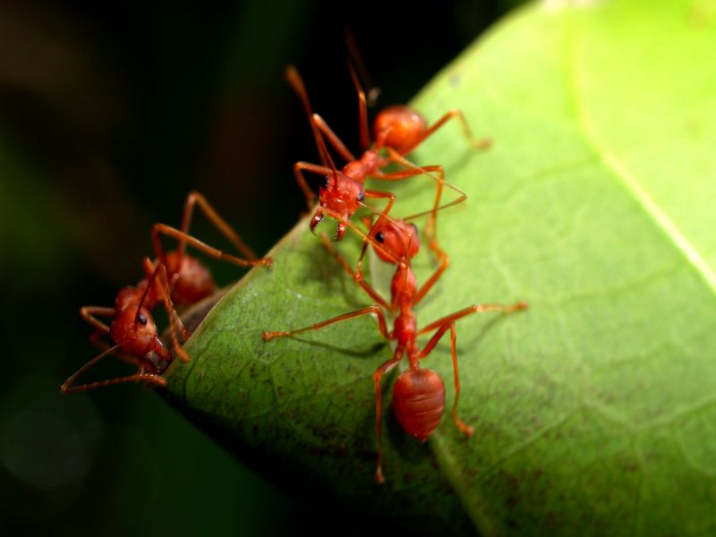 Ants Extermination Service in Huntersville, NC