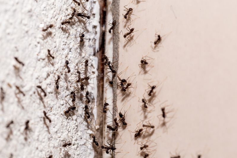 Ants Extermination Service in Iron Station, NC