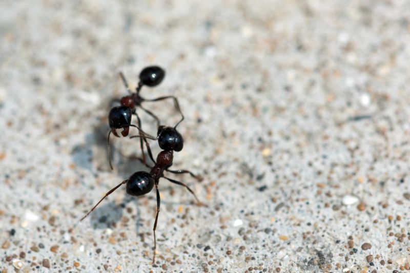 Ants Extermination Service in Mooresville, NC