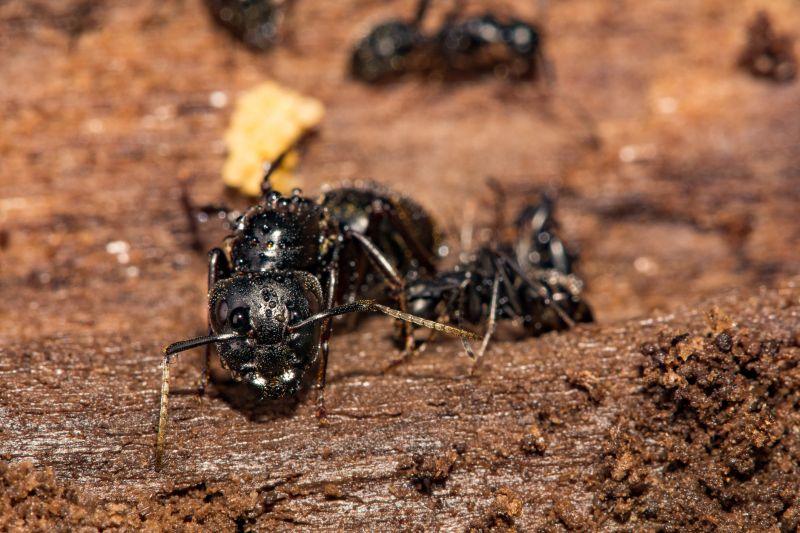 Ants Extermination Service in Rock Hill, SC