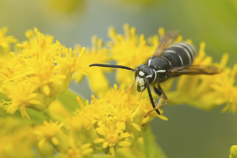 Baldfaced Hornet Extermination in Charlotte, NC