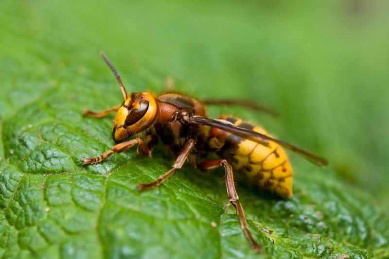 Baldfaced Hornet Removal in Charlotte, NC