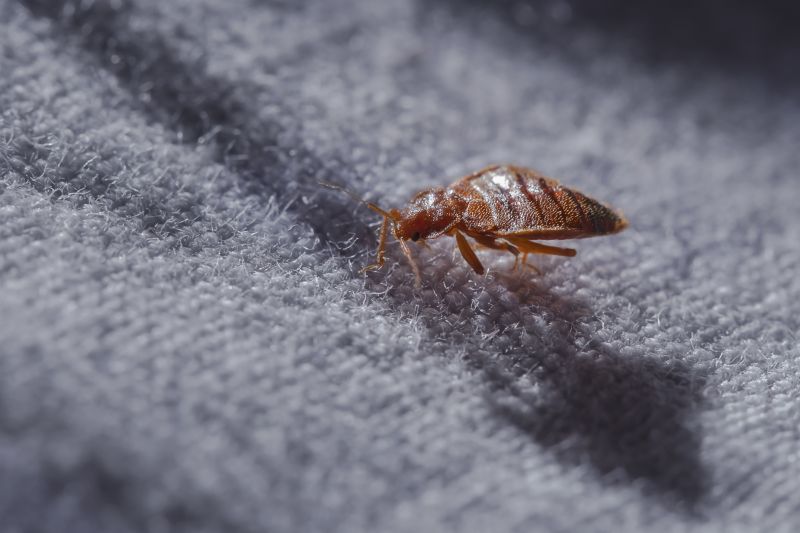 Bed Bug Extermination in Belmont, NC