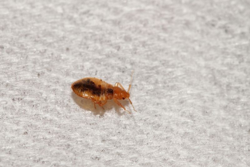 Bed Bug Extermination in Davidson, NC
