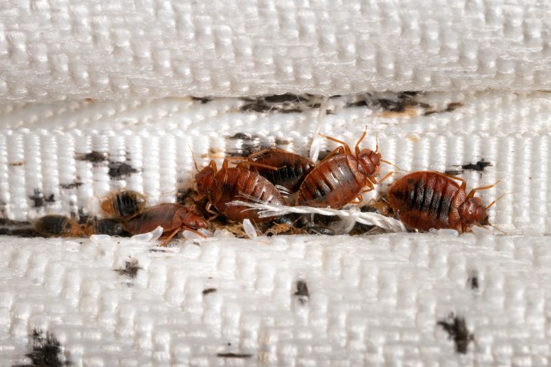 Bed Bug Extermination in Iron Station, NC