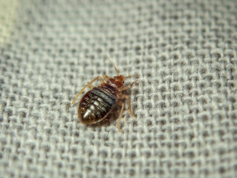 Bed Bug Extermination in Mount Pleasant, NC