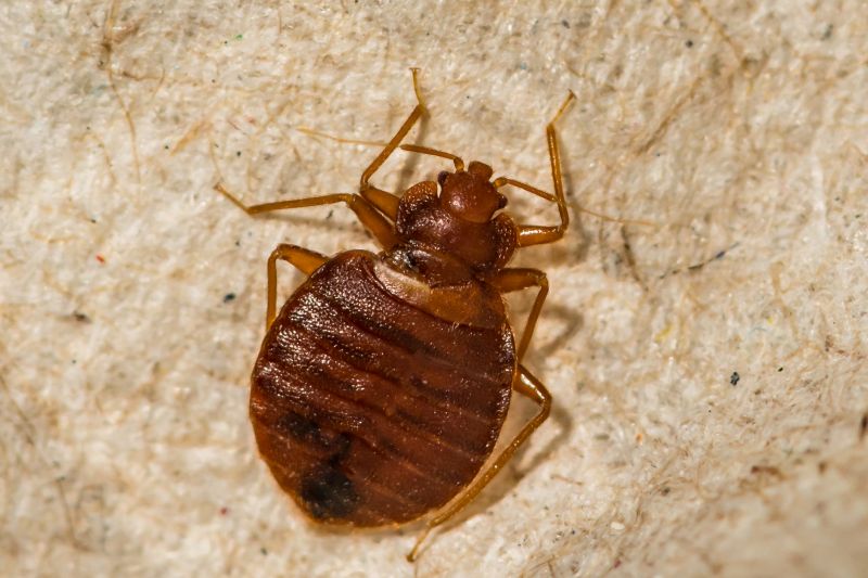 Bed Bug Extermination in York County, SC