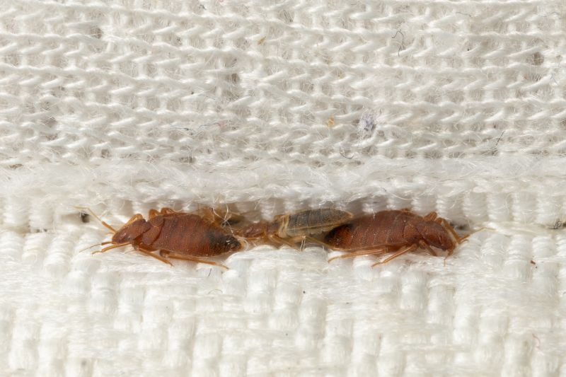 Bed Bug Treatment Service in Cornelius, NC