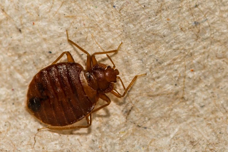 Bed Bug Treatment Service in Indian Trail, NC