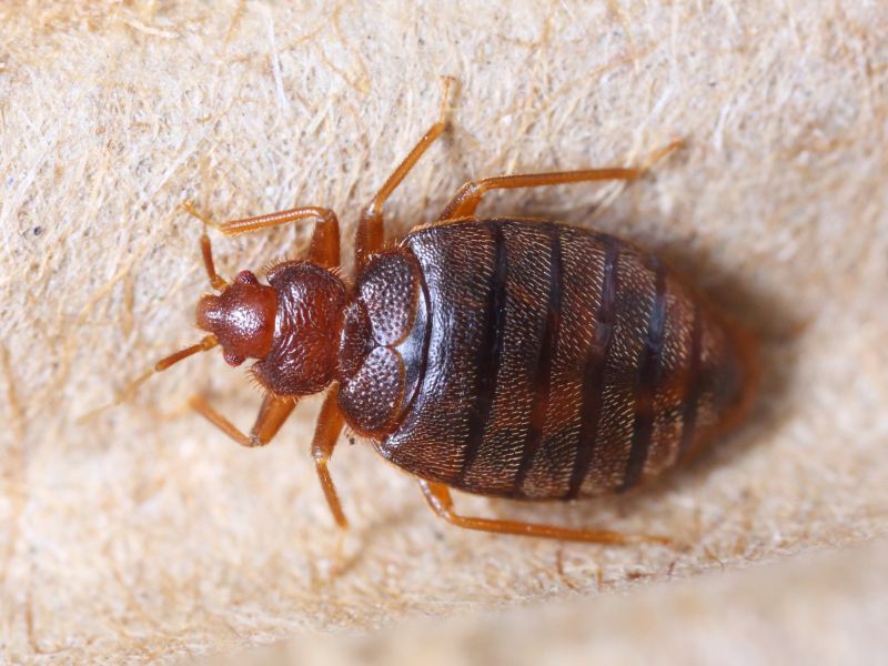 Bed Bug Treatment Service in Iron Station, NC