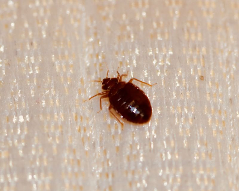 Bed Bug Treatment Service in Matthews, NC