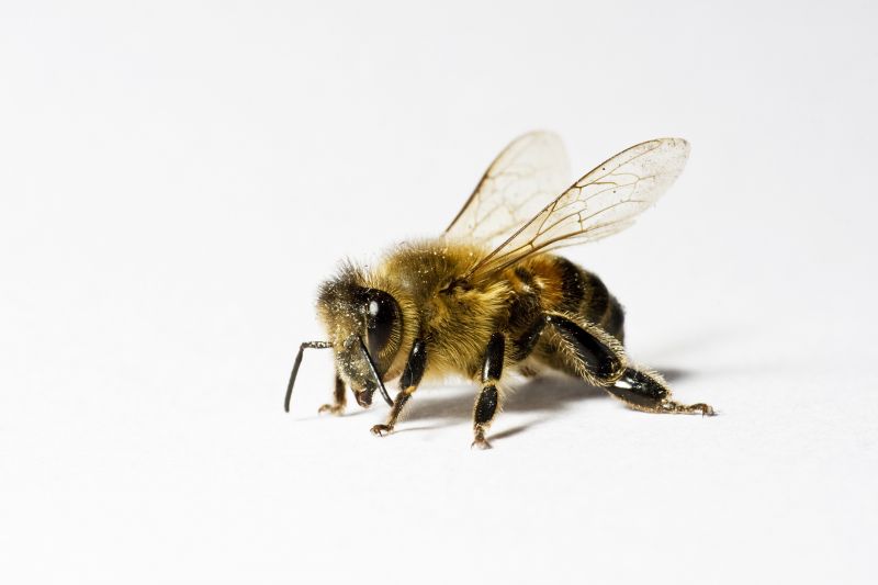 Bee Pest Control Service in Cornelius, NC