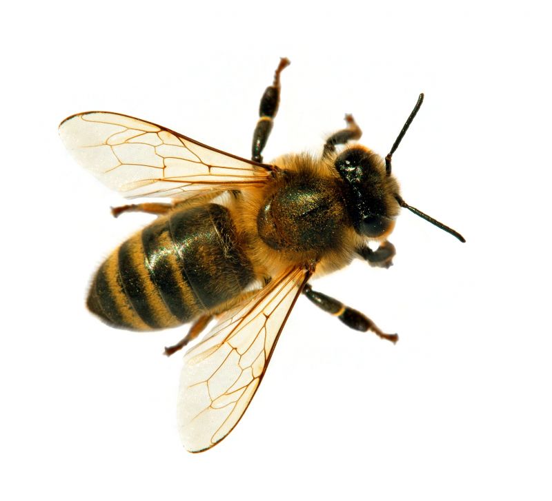 Bee Pest Control Service in Davidson, NC