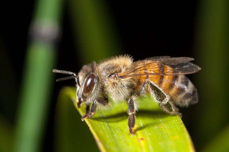 Bee Pest Control Service in Davidson, NC