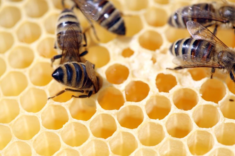 Bee Pest Control Service in Denver, NC