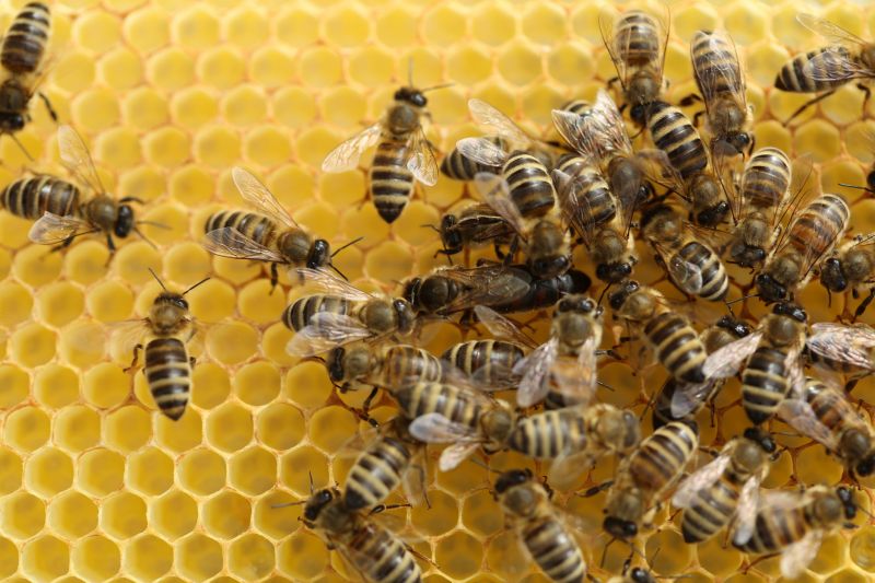 Bee Pest Control Service in Indian Trail, NC