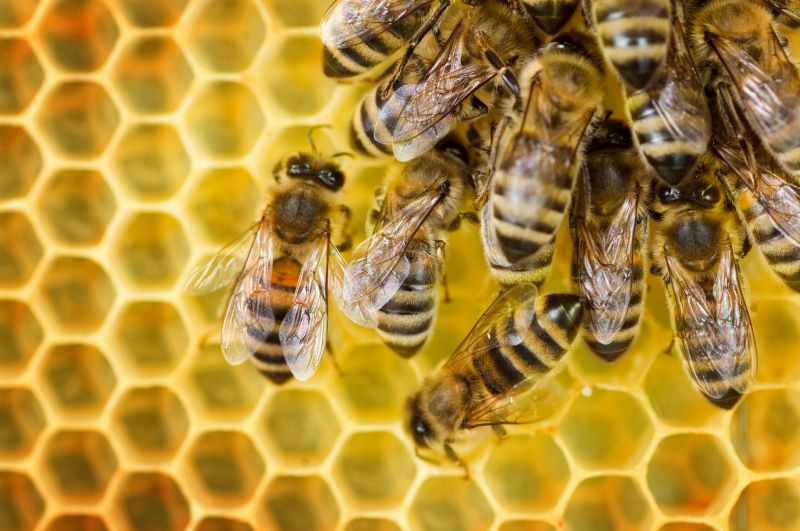 Bee Pest Control Service in Midland, NC