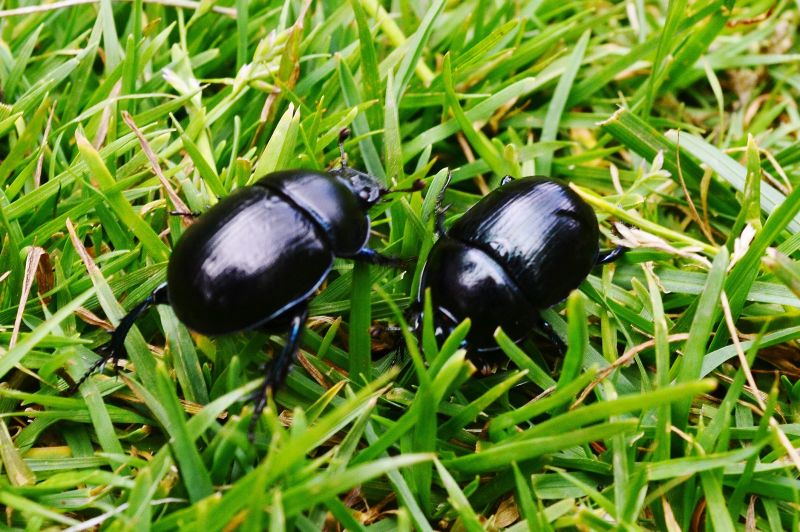 Beetle Removal in Charlotte, NC