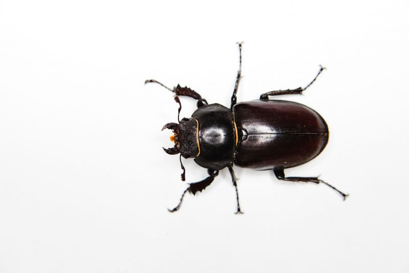 Beetle Removal in Charlotte, NC