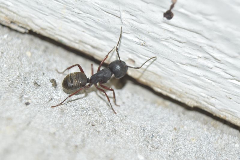 Black Ant Extermination in Charlotte, NC