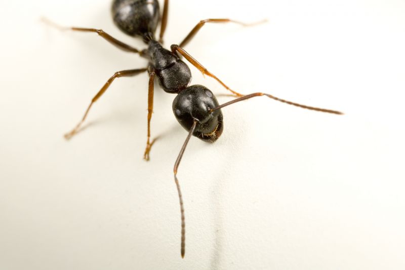 Black Ant Extermination in Charlotte, NC