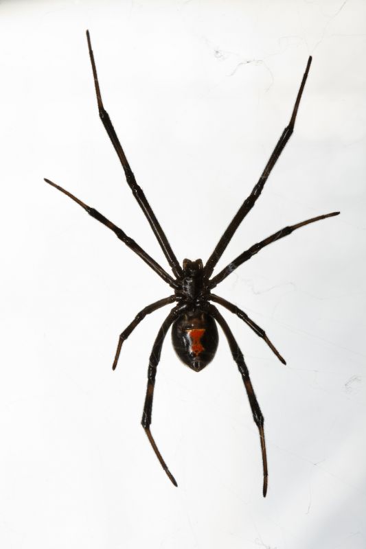 Black Widow Extermination in Charlotte, NC