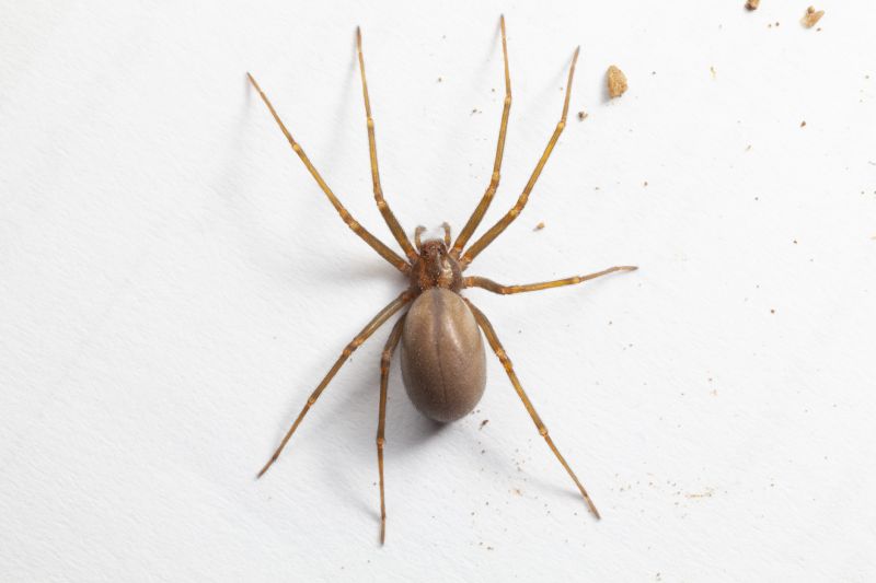 Brown Recluse Extermination in Charlotte, NC