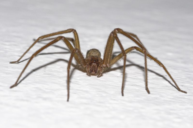 Brown Recluse Extermination in Charlotte, NC