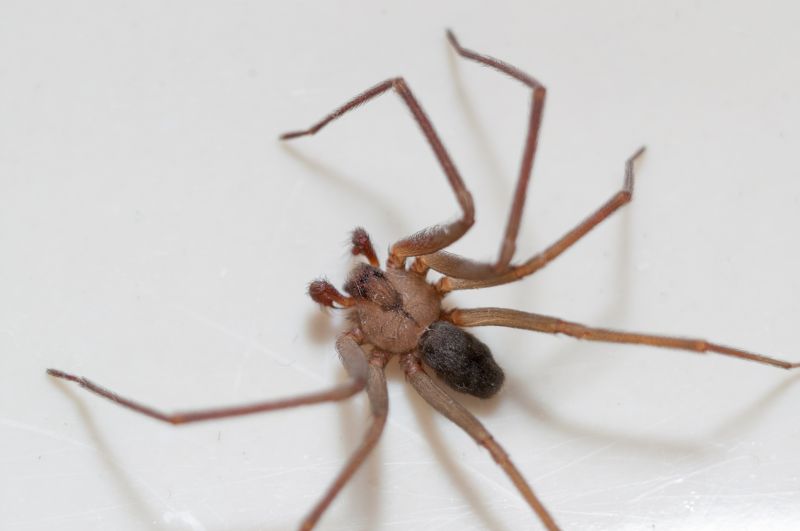 Brown Recluse Extermination in Charlotte, NC