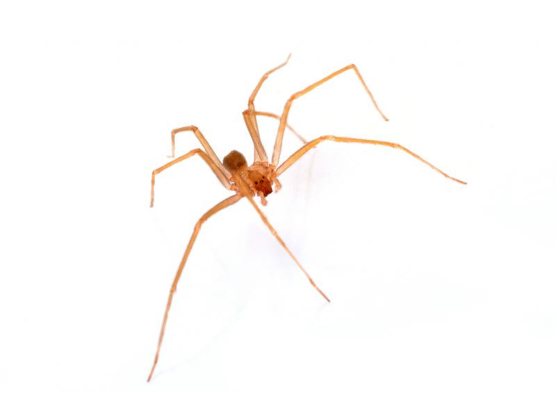 Brown Recluse Extermination in Charlotte, NC