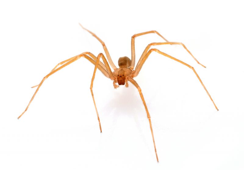Brown Recluse Extermination in Charlotte, NC