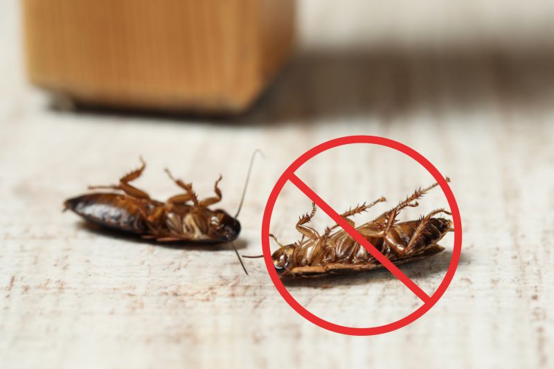 Bug Extermination Service in Monroe, NC