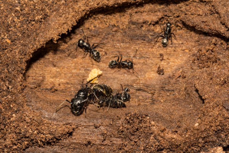 Carpenter Ant Extermination in Charlotte, NC