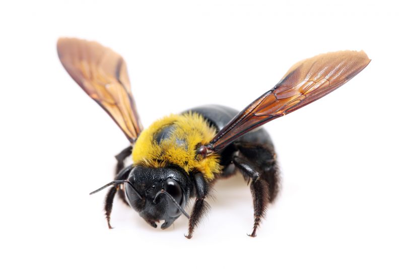 Carpenter Bees Removal in Clover, SC