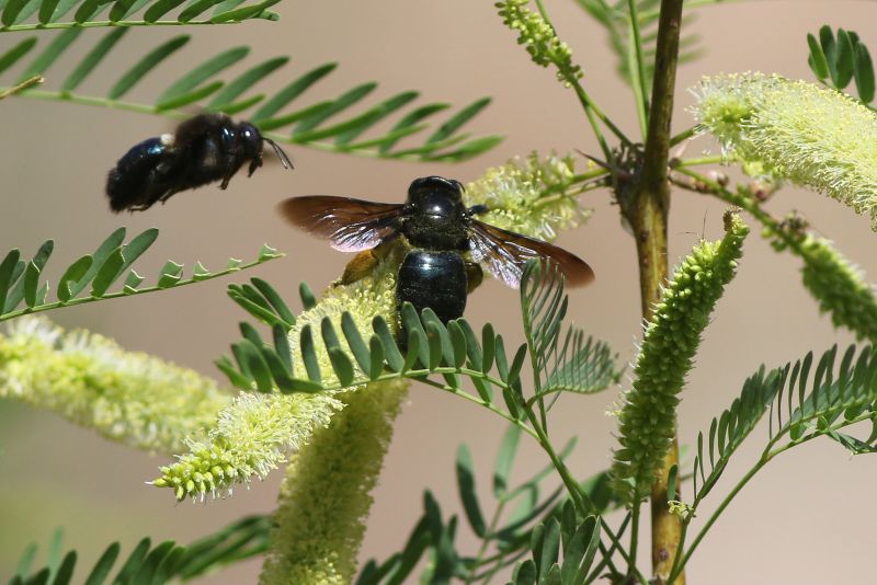 Carpenter Bees Removal in Charlotte, NC