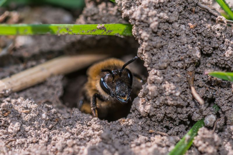 Carpenter Bees Removal in York County, SC